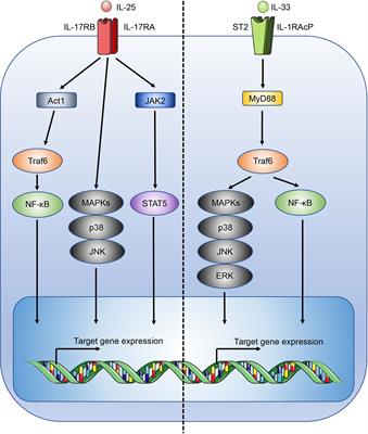 Emerging roles for IL-25 and IL-33 in colorectal cancer tumorigenesis